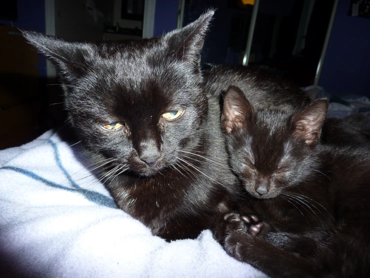 two cats are sitting together on a blanket