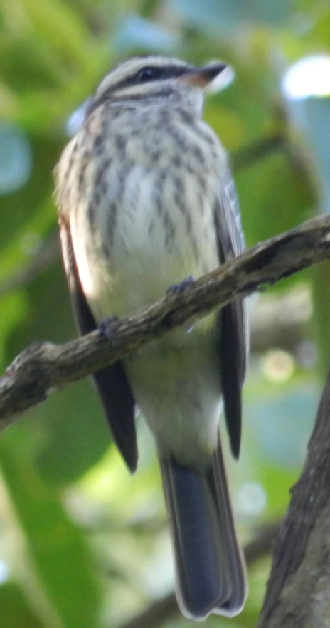 a small bird sitting on top of a tree nch