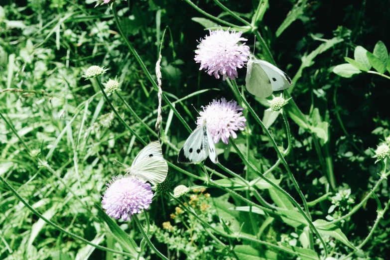 a white and purple flower some leaves and grass