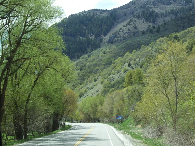 an empty road surrounded by tall green trees