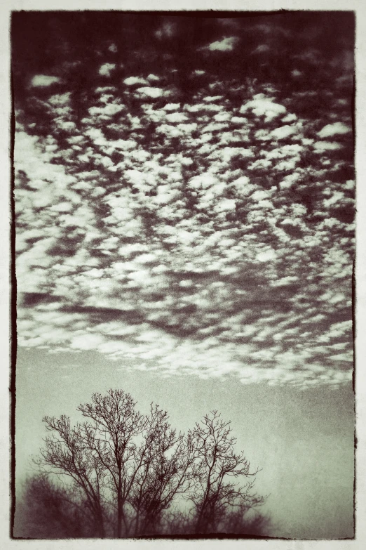 an image of some trees in the field