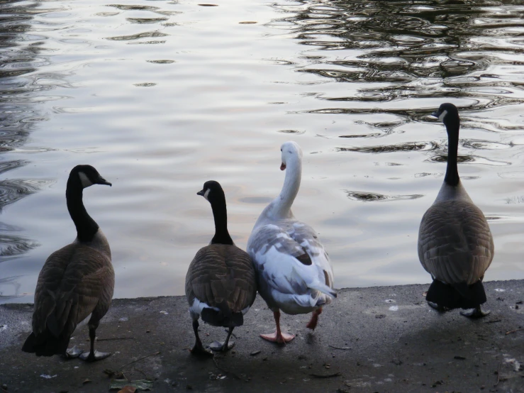 four geese are looking at the water of the lake