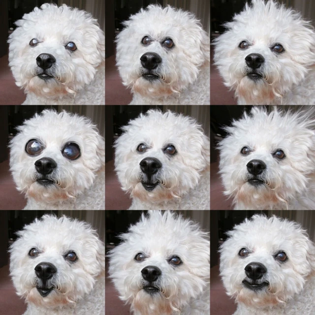 many white dog images are shown with multiple different looks