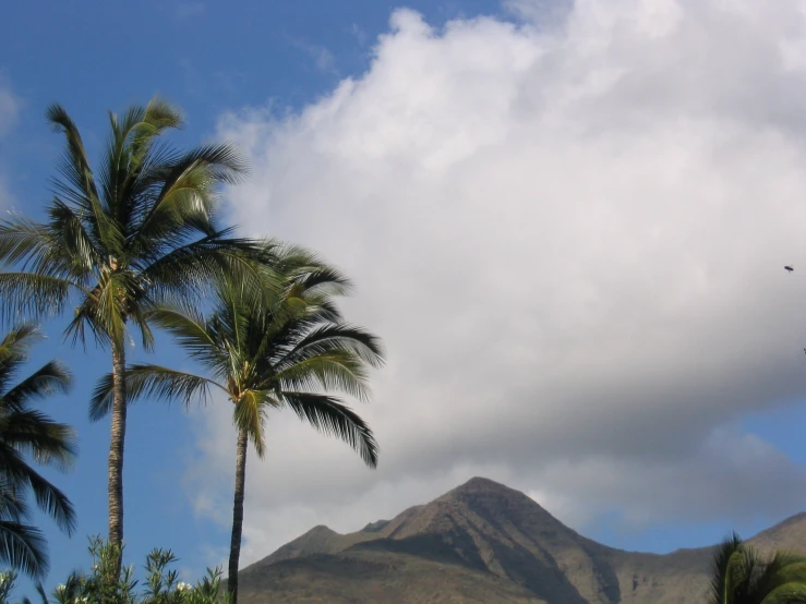 several trees stand in front of the mountains