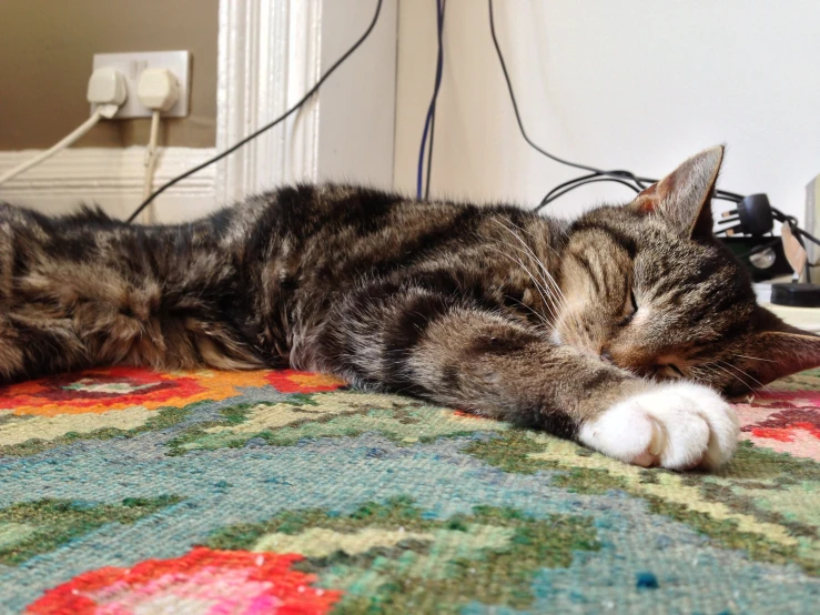 a cat laying down on the floor asleep