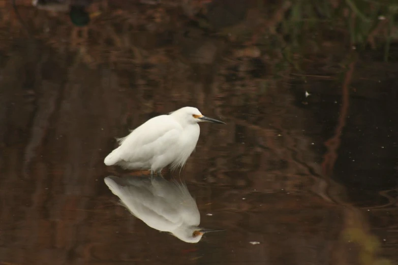 a white bird perched in water next to tree