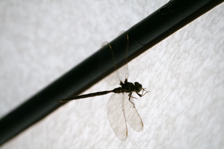 a mosquito resting on the back end of a long arm