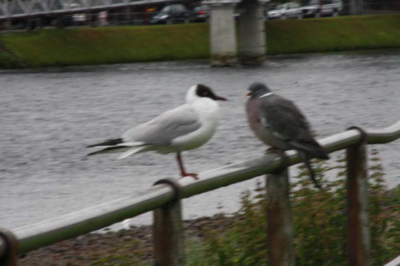 two birds standing next to each other on a railing