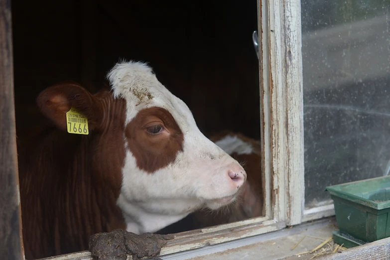 the cow is looking out the window in the barn