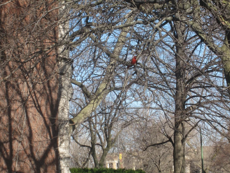 a cardinal sits in a tree that is almost bare