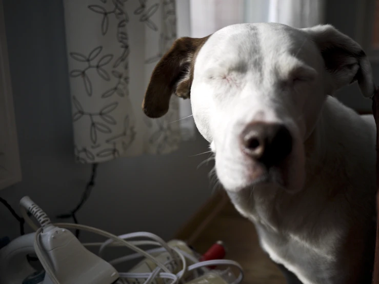 a white dog standing next to some power cord