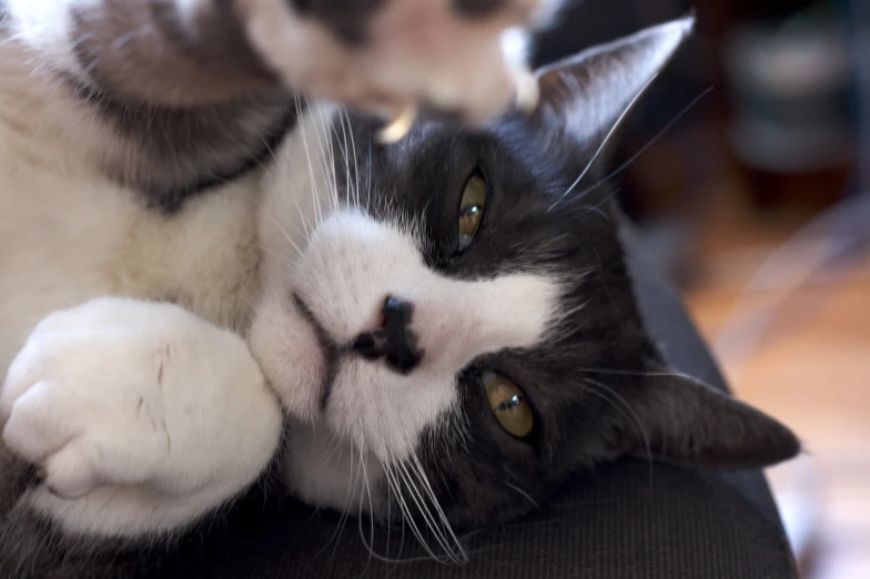 a black and white cat is laying down