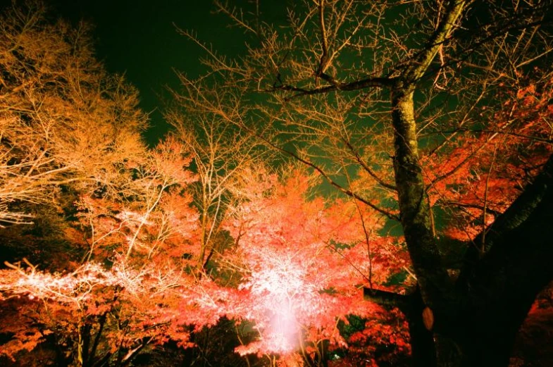 an image of an autumn scene at night