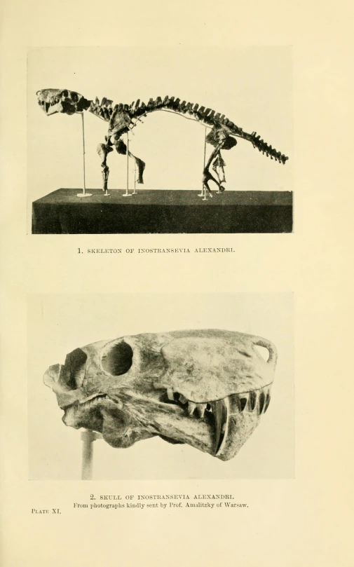 the front and back sides of two museum displays, showing skulls of people with long teeth