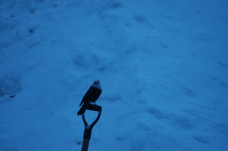 a bird sits on top of a wooden post in the snow