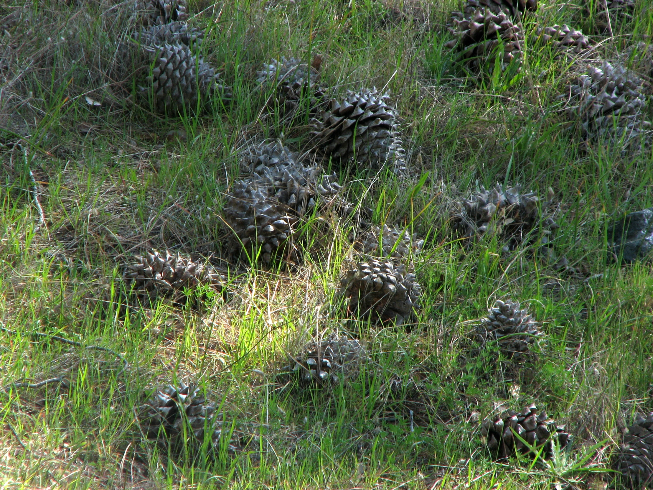 several pine cones that are on the grass