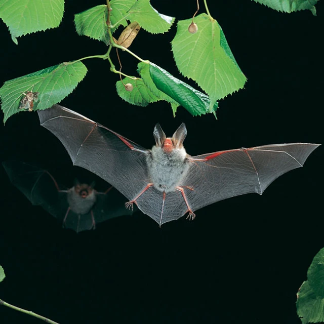 a gray bat hanging from a nch above its head