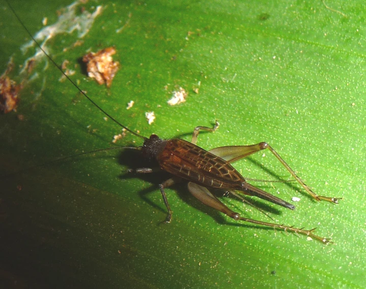 this bug is looking like it's eating on the leaf