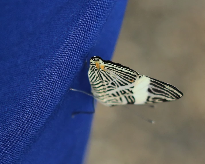 a striped moth sitting on a blue shirt