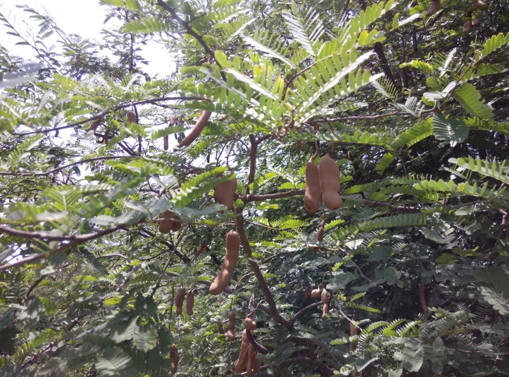 two shoes hanging from trees with lots of leaves