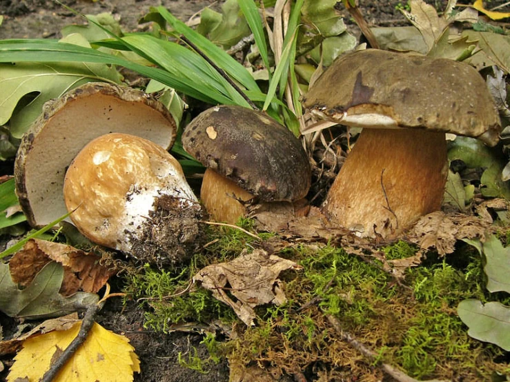 a group of mushroom that are in the grass