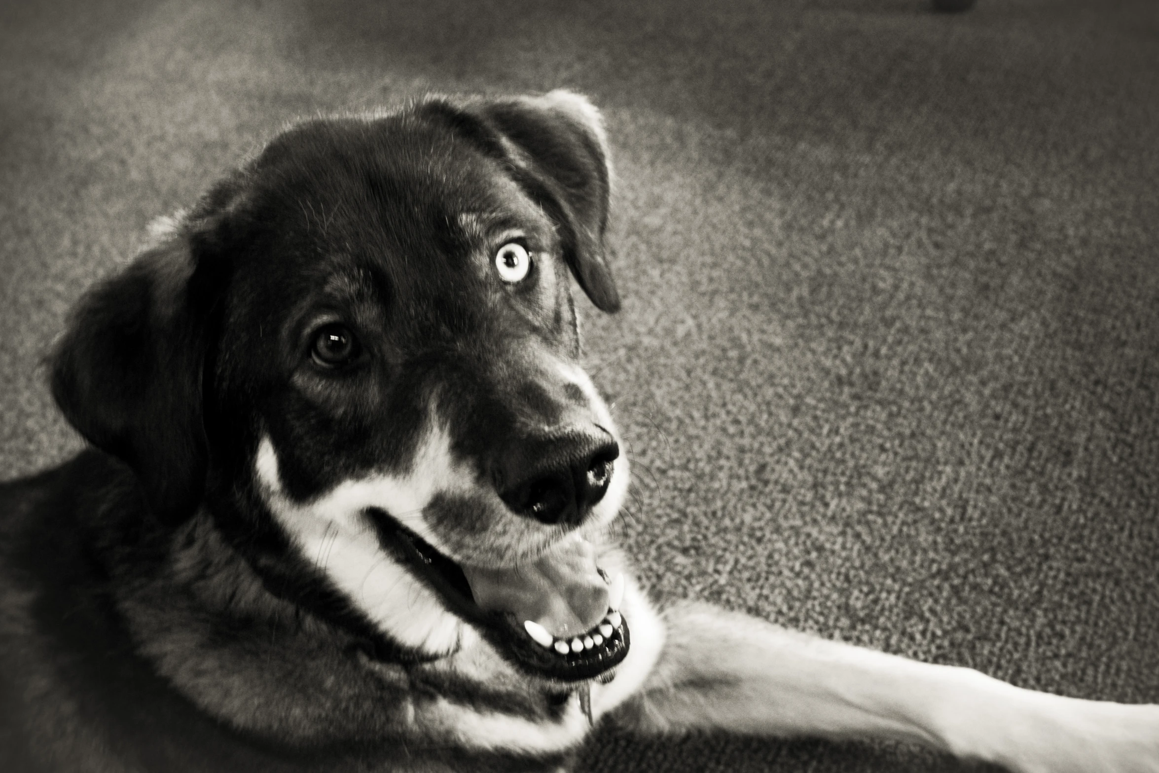 the head of a dog in front of a black and white background