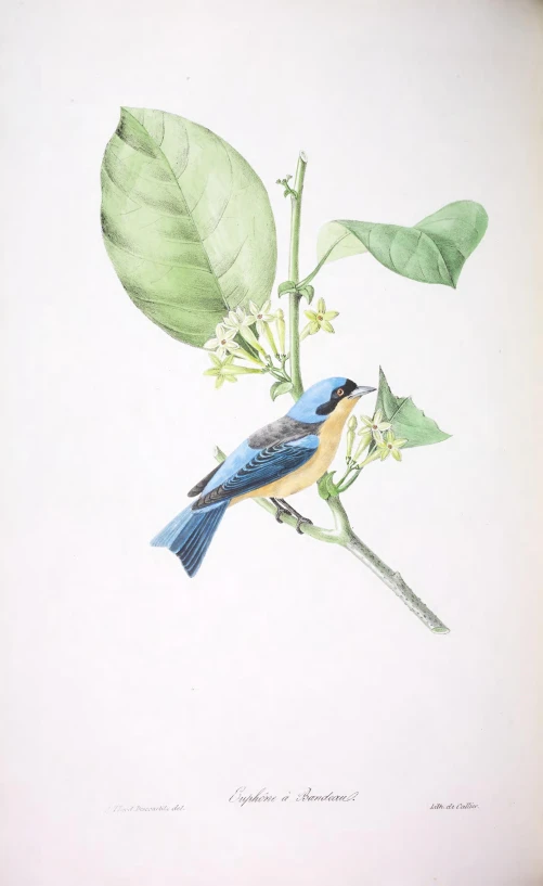 the illustration shows a bird sitting on a nch with leaves
