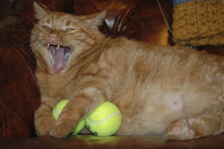 an orange cat with it's mouth open wide open on top of a tennis ball