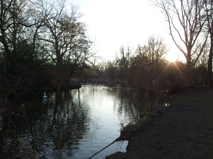 a body of water near trees and grass