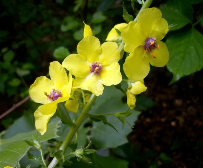 a yellow plant with very large flowers with small purple tips