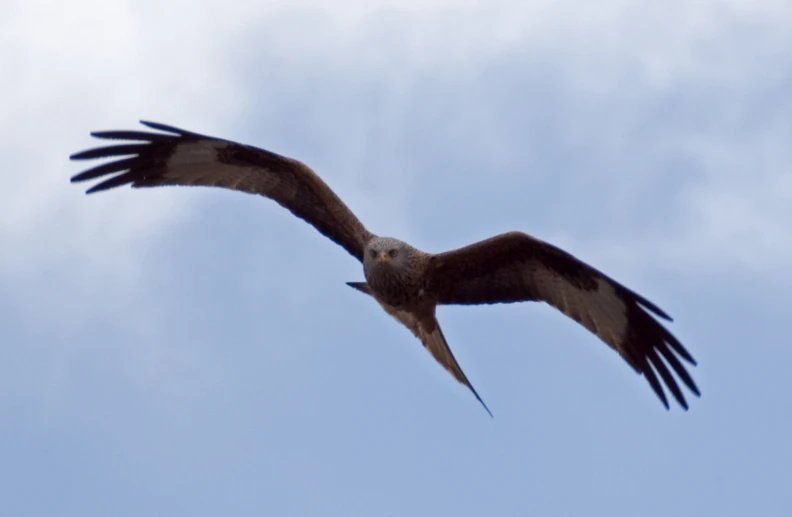 a big bird that is flying in the sky