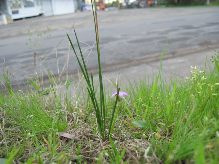 a small purple flower sitting on top of a lush green grass covered field