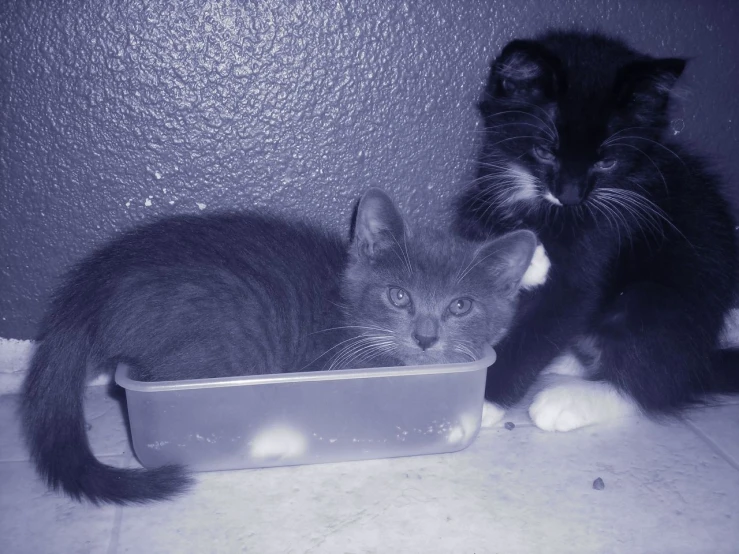 two cats drinking out of an empty water dish