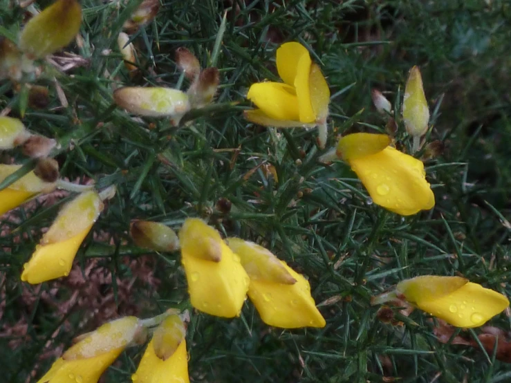 a close - up view of some yellow flowers in the grass