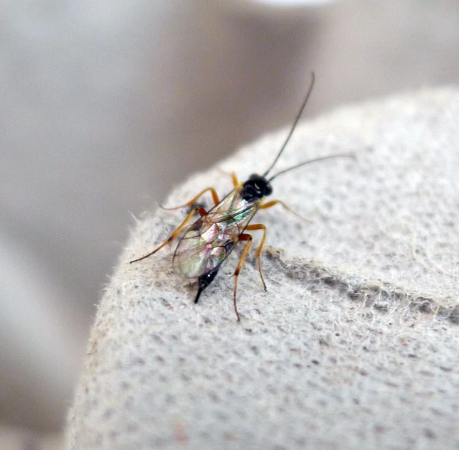 a bug sitting on the ground near its human