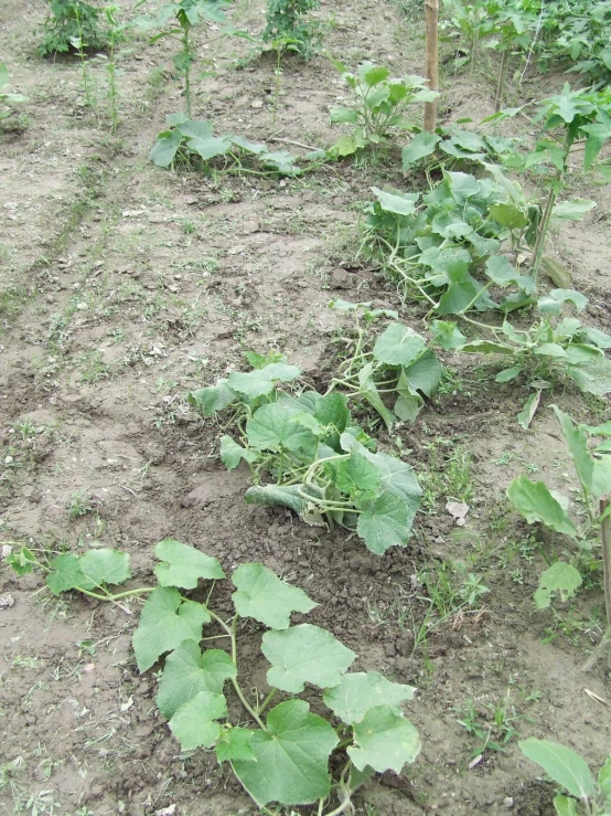 the plants are growing in the soil on the ground