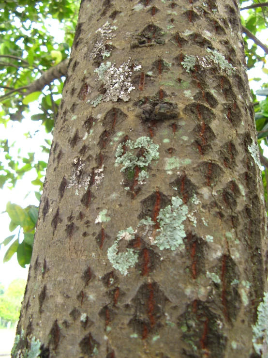 a close up view of the trunk and bark of an adult tree