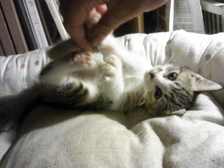 a close up of a cat laying on its back