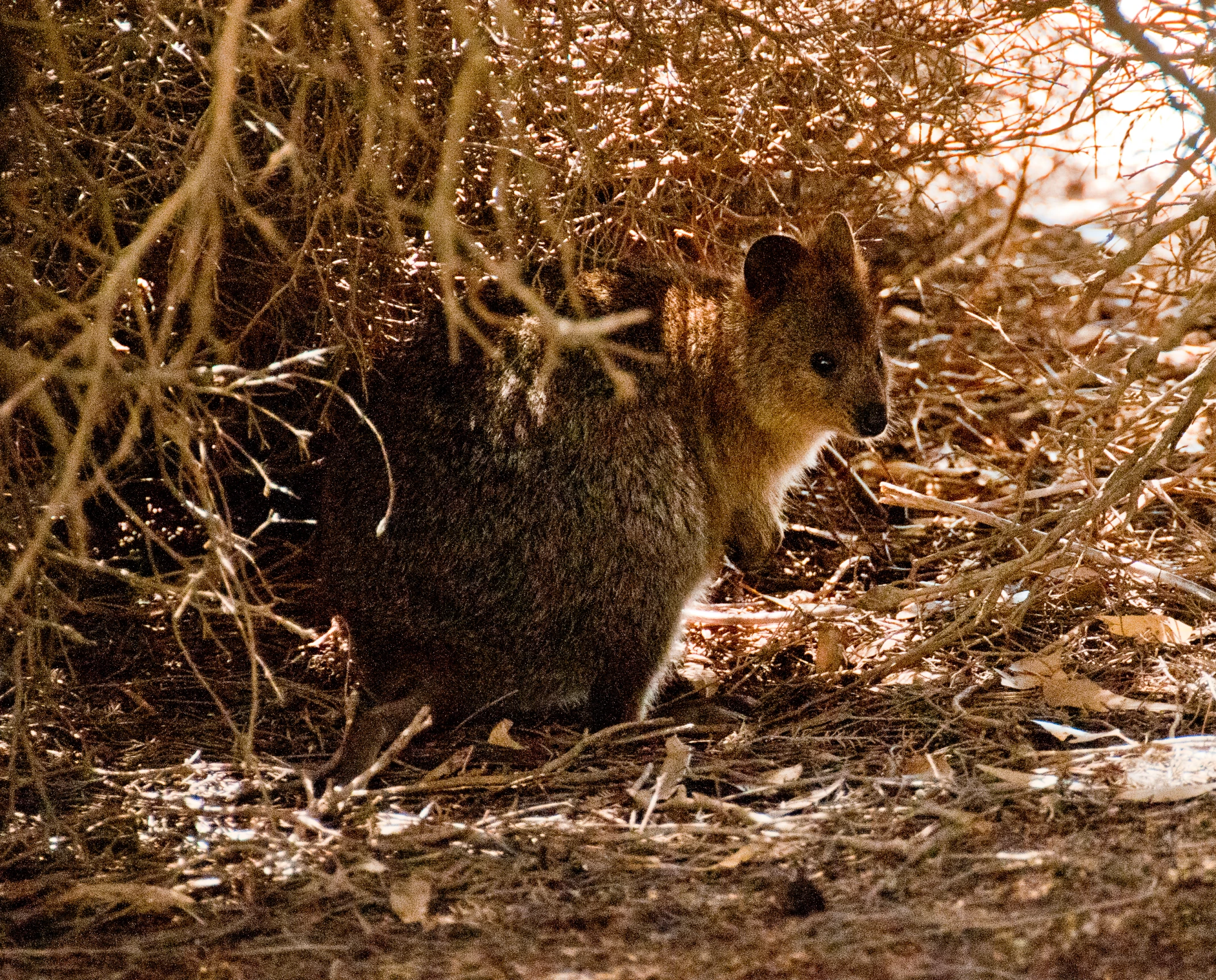 a small animal is standing next to trees