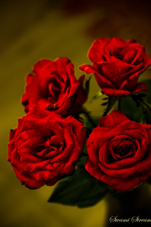 red roses in a vase filled with water