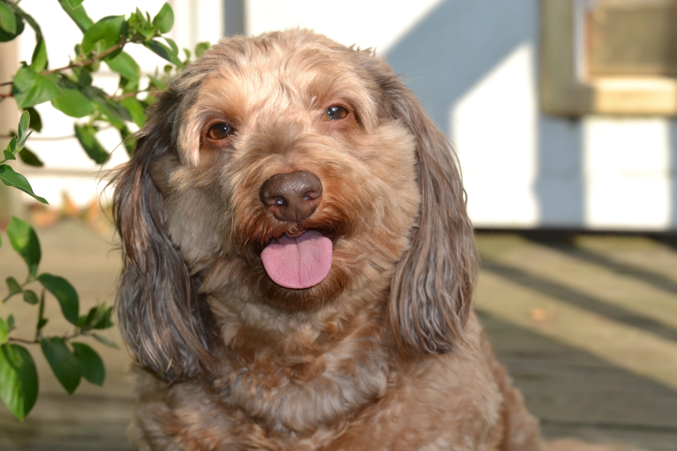 a brown dog with his tongue hanging out