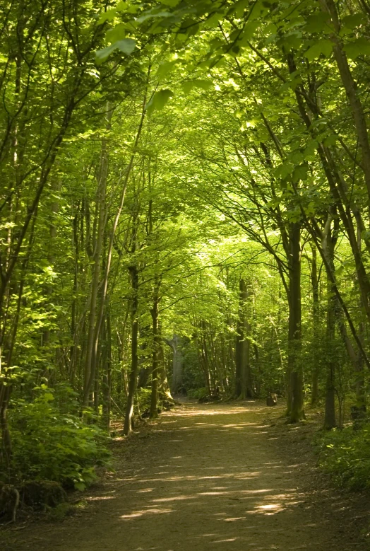 the path is quiet among green trees and grass