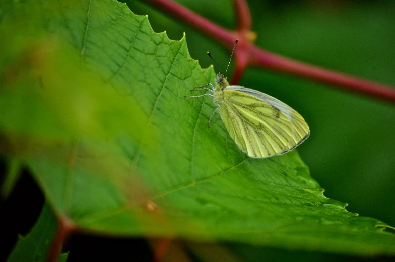 a erfly sitting on a green leaf on a red vine