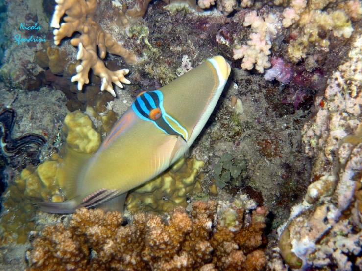 a colorful underwater scene of a clown fish