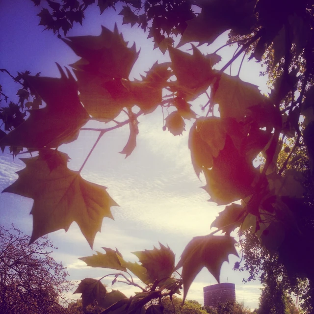 this is the view from inside a leafy tree