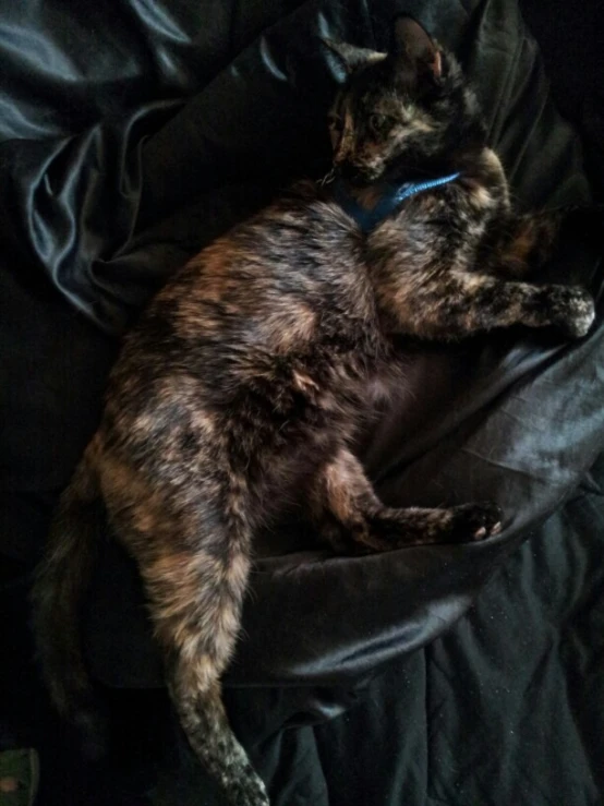 a calico cat sleeping on a black comforter