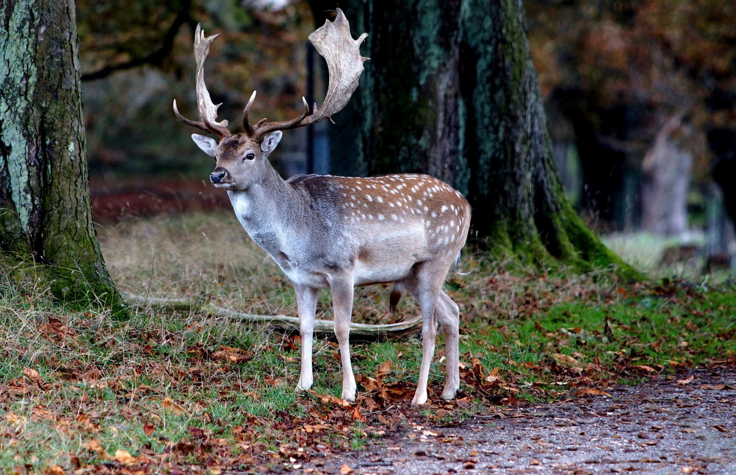 the small deer is looking very alert in the forest