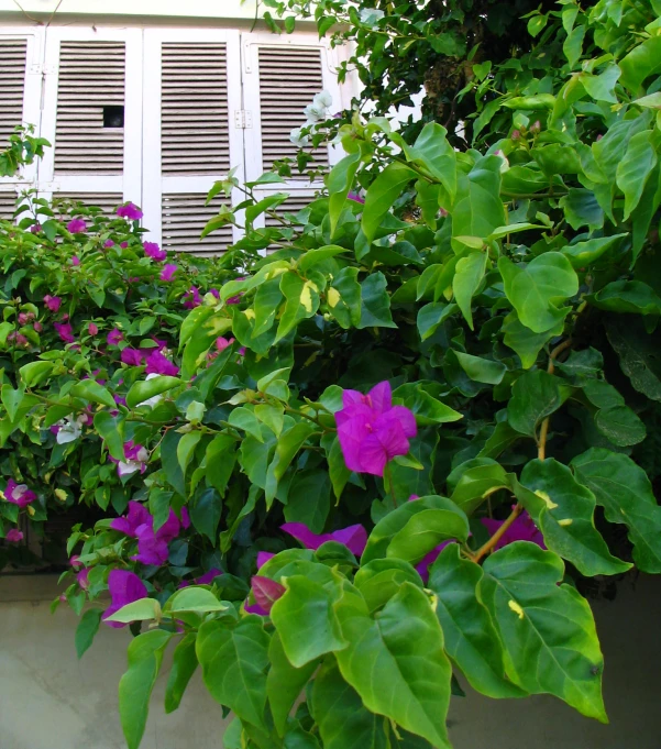 a flower bed filled with lots of different types of flowers