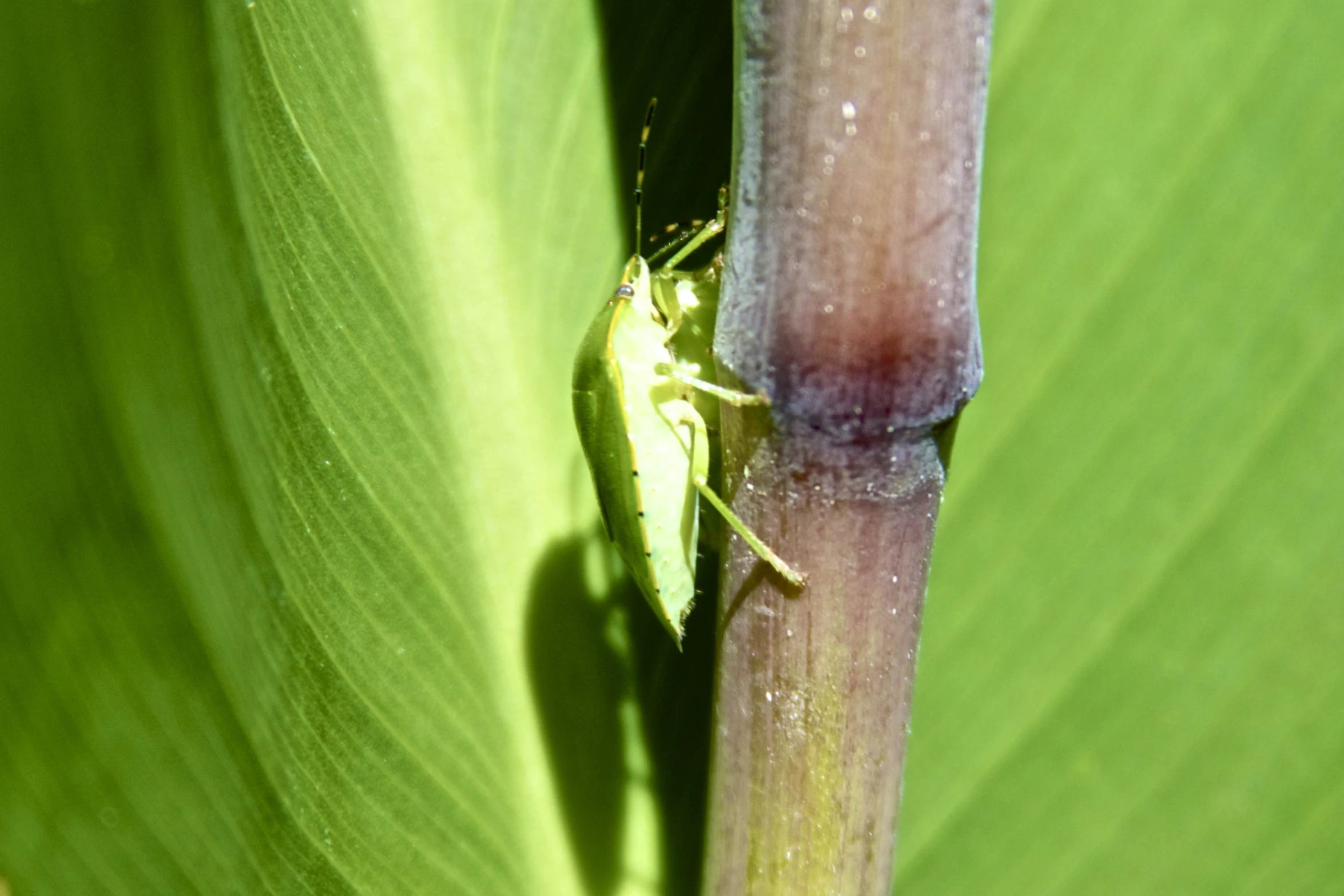 a close up of a bug on a green plant