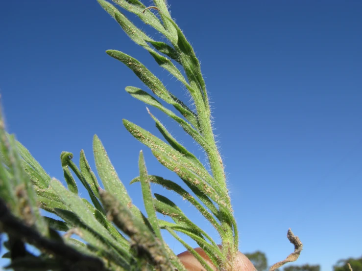 close up view of plant's stems against a blue sky